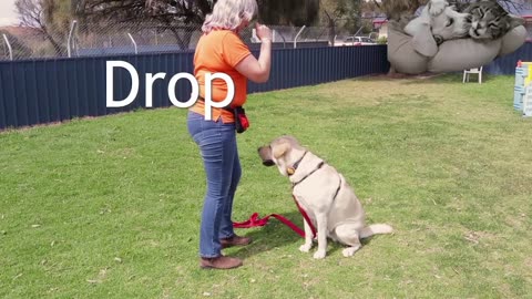 FREE DOG TRAINING SERIES – Lesson 1: how to teach your dog to sit and drop || sunny