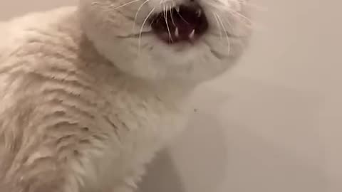 Fine cat videos