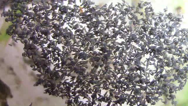 Springtails - You Might Have Thousands Of Them And Not Know It