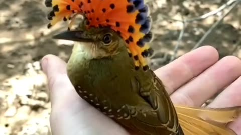 Indian amezing Bird #shorts #trending #viral. #new