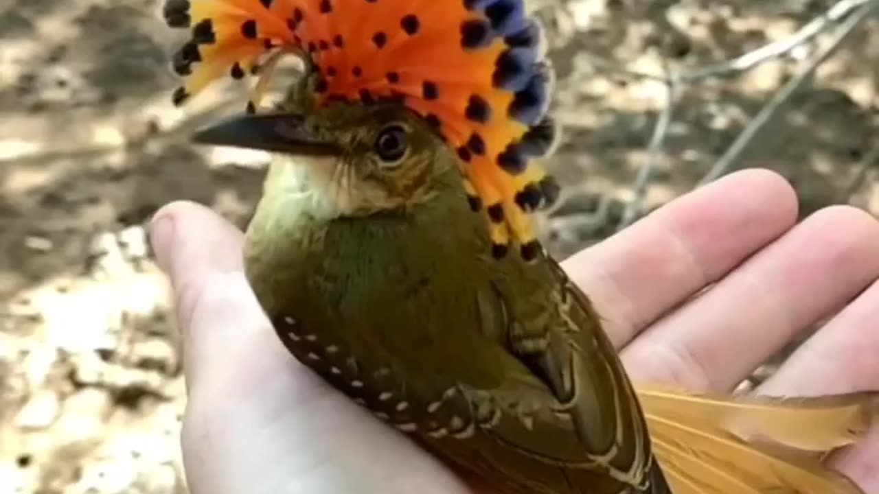 Indian amezing Bird #shorts #trending #viral. #new