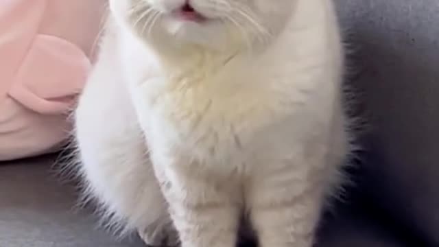 Since I cheated him last time, the trust between people and cats has completely collapsed