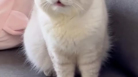 Since I cheated him last time, the trust between people and cats has completely collapsed