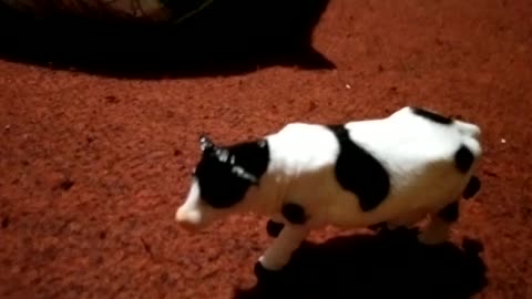 Funny a Cow