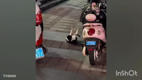 What ?