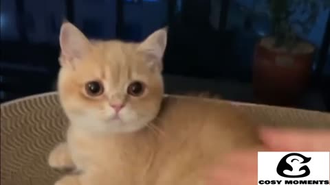 THIS IS WHY I WANT A CAT! FUNNY CAT VIDEO'S
