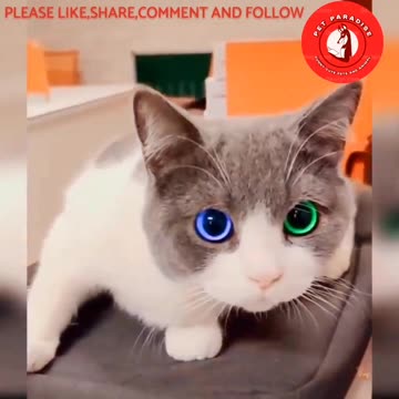 😻😹“Purr-fectly Hilarious: Kitty Capers Caught on Camera! 🐾😹”