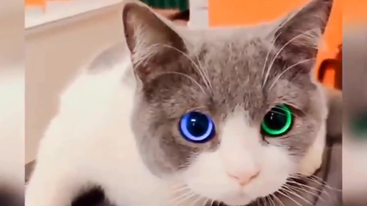 ๐ป๐นโPurr-fectly Hilarious: Kitty Capers Caught on Camera! ๐พ๐นโ