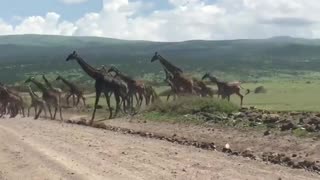 Giant Giraffe Herd Crosses the Road