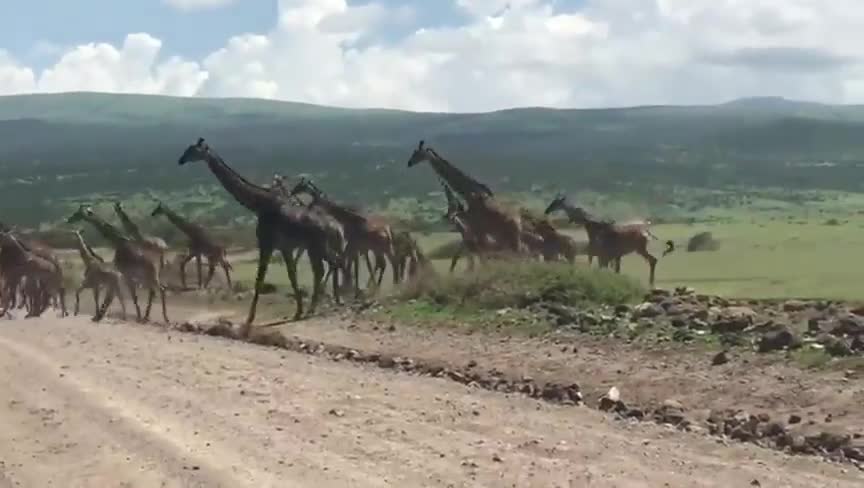 Giant Giraffe Herd Crosses the Road