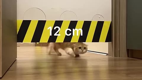 Cat vs hydraulic press #cat #cute #kitten #pets #meow #videos #shorts #dog