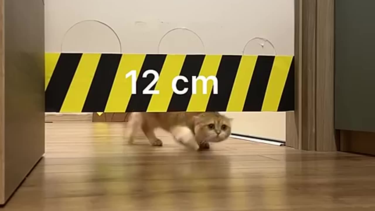 Cat vs hydraulic press #cat #cute #kitten #pets #meow #videos #shorts #dog