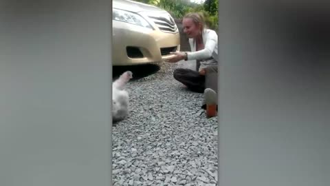 Animals Reunited With Owners After Years
