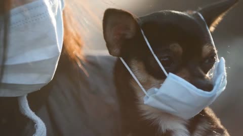 Woman in protective face mask with small dog wearing medical mask too