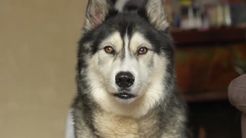 Random individual dogs