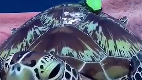 Sleepy sea turtle like a man.