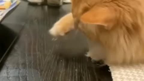 Cat Funny Reaction