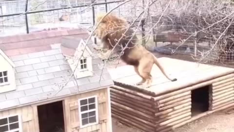 Unusual friendship #shorts #shortvideo #video #virals #videoviral