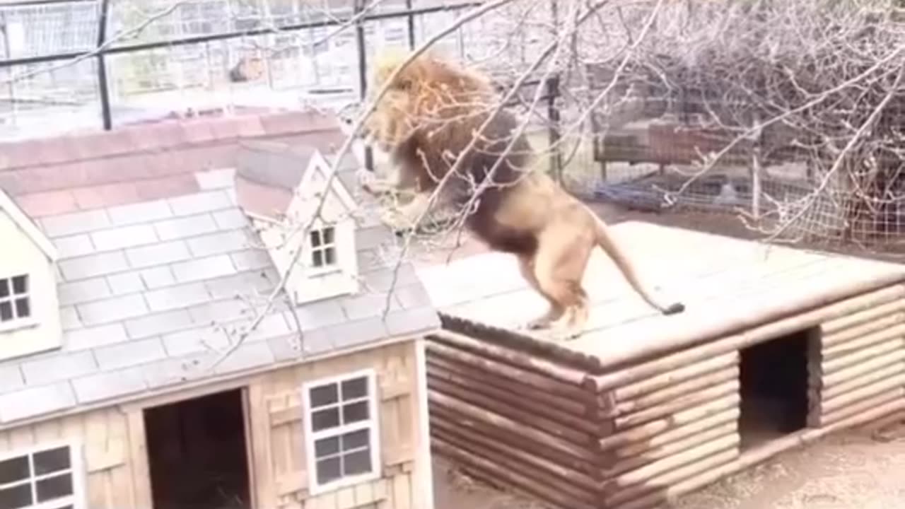 Unusual friendship #shorts #shortvideo #video #virals #videoviral