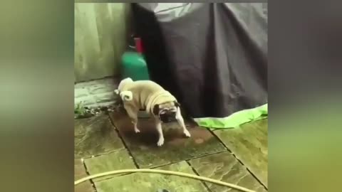Funny videos