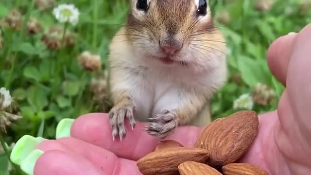 Squirrel eating nuts and cute reaction viral today