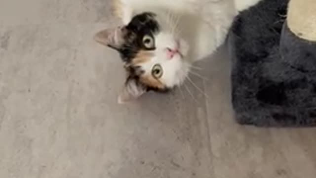 My cats