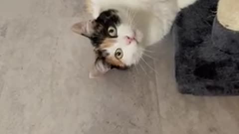 My cats