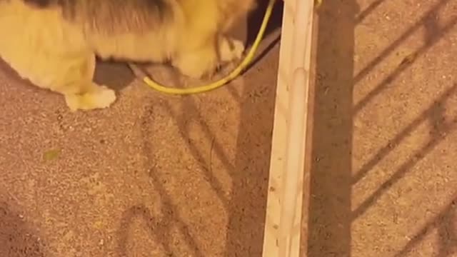 Dog Don’t laugh. Come and help me😞😒#dog #dogsoftiktok