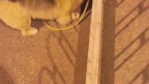 Dog Don’t laugh. Come and help me😞😒#dog #dogsoftiktok
