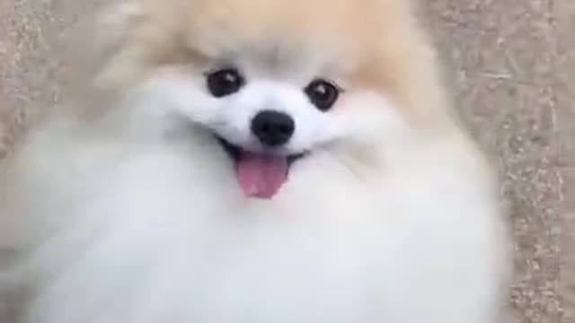 cute cat video Short 2023//Best Cat videos😀😀#dog vs cat short video#cute cat @funnytwit.