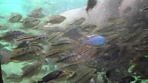 hippos loves the camera