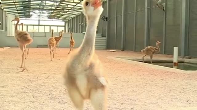 Baby Red Crowned Crane