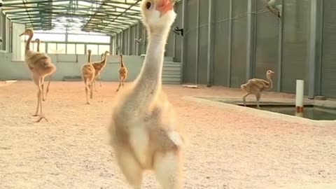 Baby Red Crowned Crane