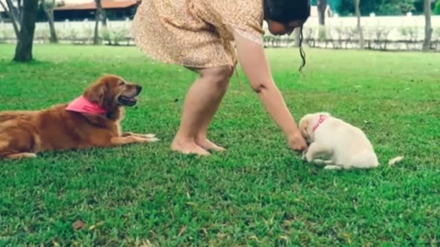 funny video comedy Animals video beautiful dog video dog funny video
