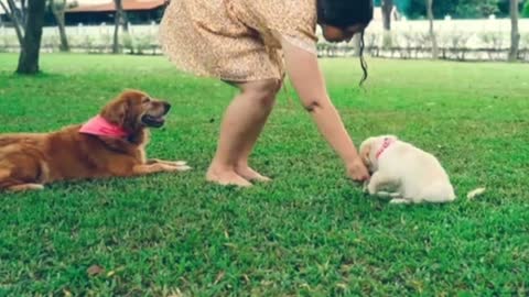 funny video comedy Animals video beautiful dog video dog funny video