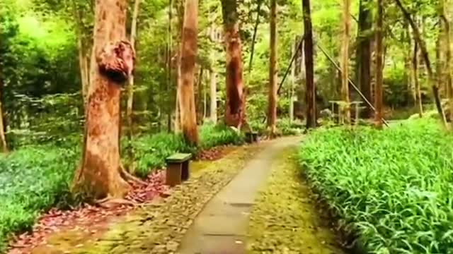 Cloud bamboo