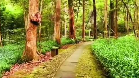 Cloud bamboo