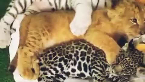 "Adorable Trio: Lion, Jaguar, and Tiger Cubs Snuggle Up for a Nap!"