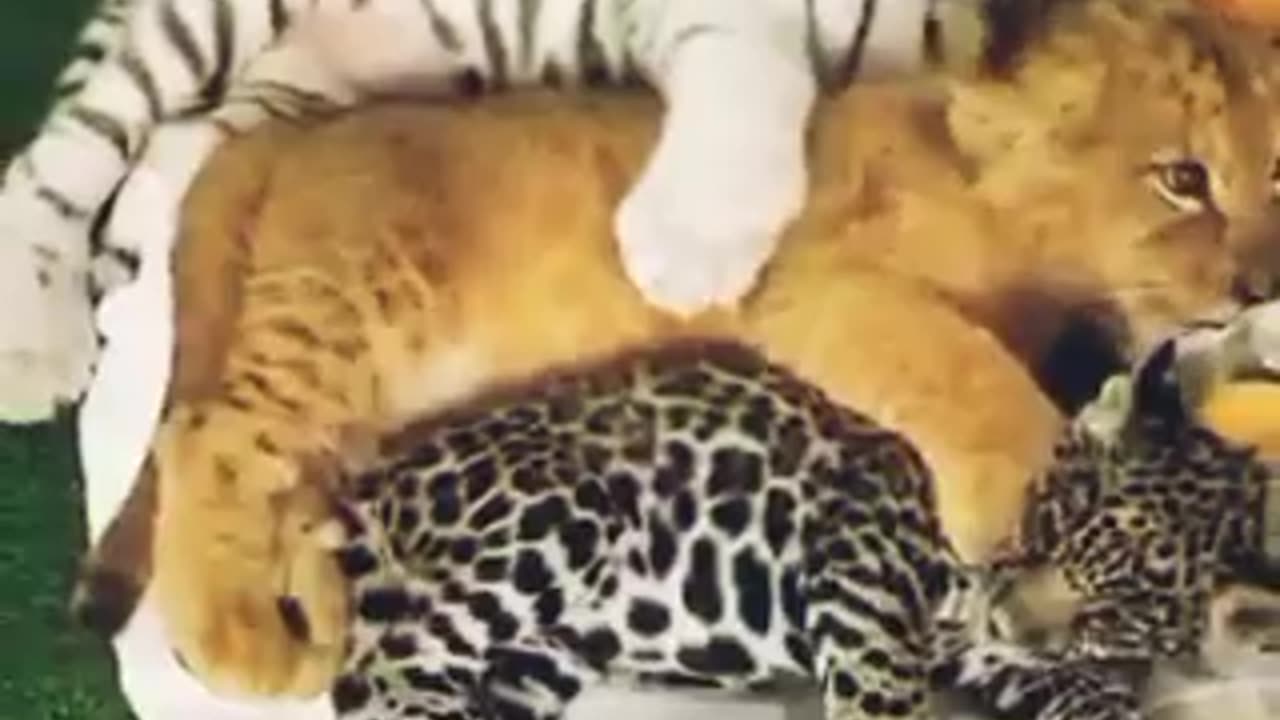 "Adorable Trio: Lion, Jaguar, and Tiger Cubs Snuggle Up for a Nap!"