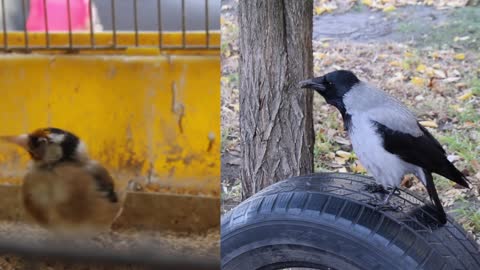 Cute parrot And Crow Try Not To Laugh