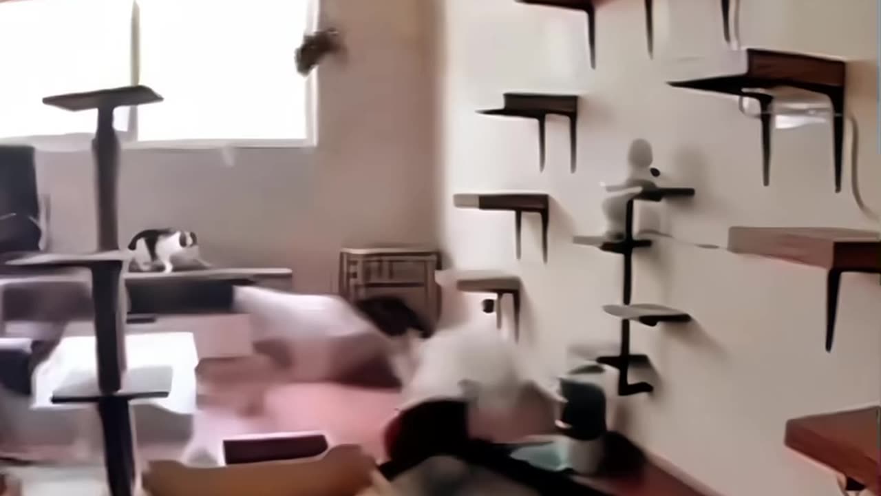 funny animal