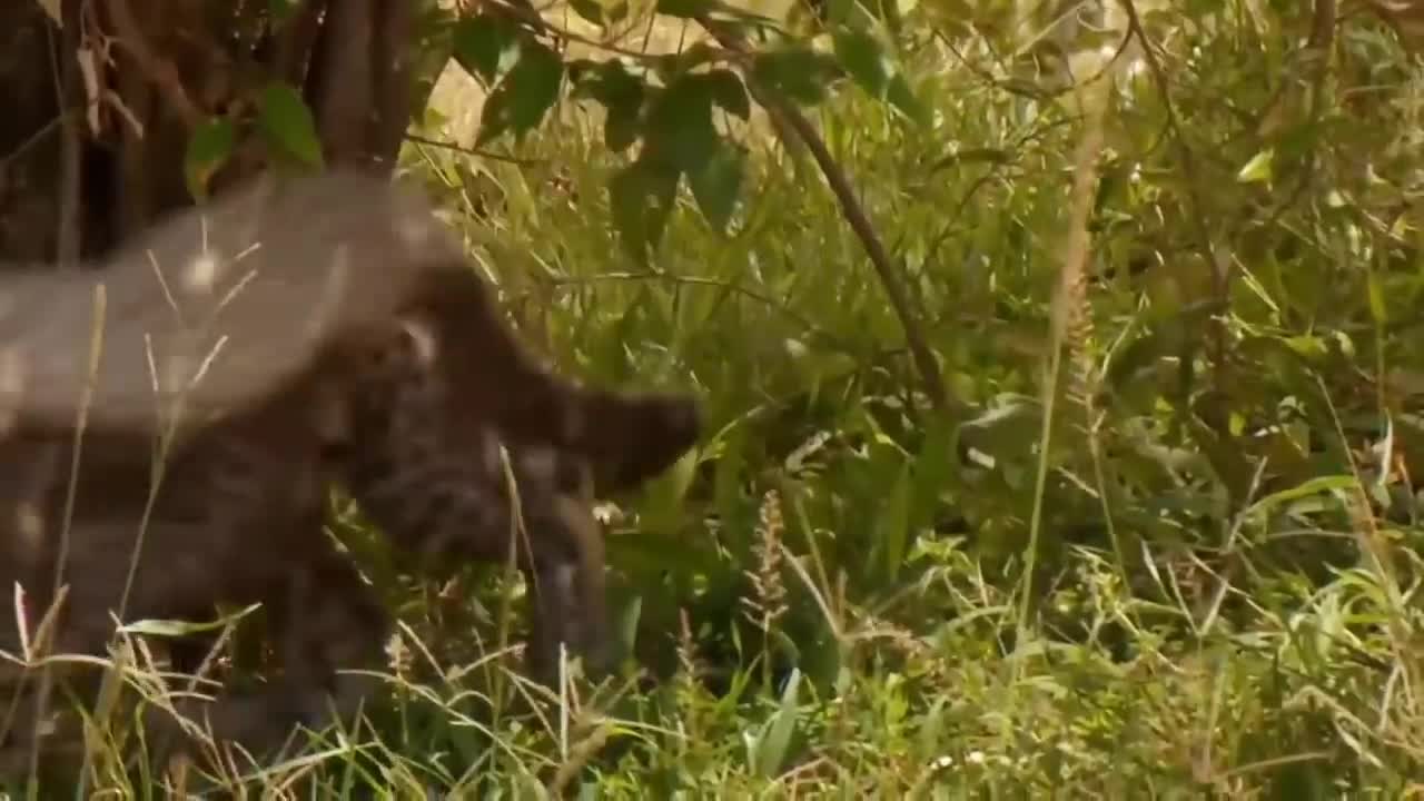 Touching Story ! Lion Becomes Gentle To Adopt Cheetah's Cubs - Cheetah Vs ,Oryx-12