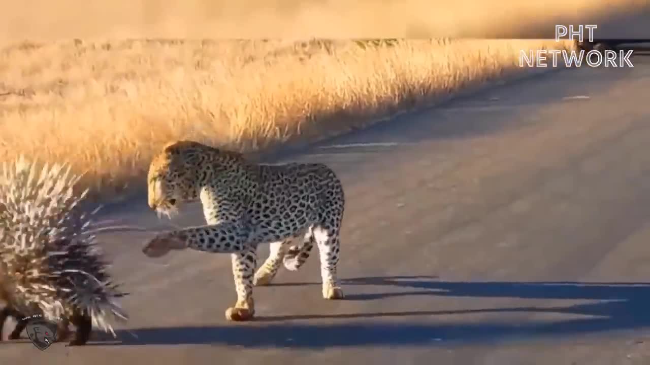 Leopard Risked His Life To Jump Into The River To Destroy Crocodiles So Brutally