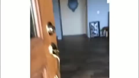 A dog's daily routine