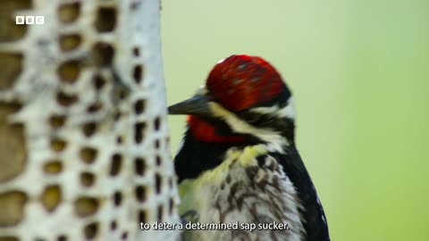 Soothing Bird ASMR in American Forest Animal ASMR BBC Earth