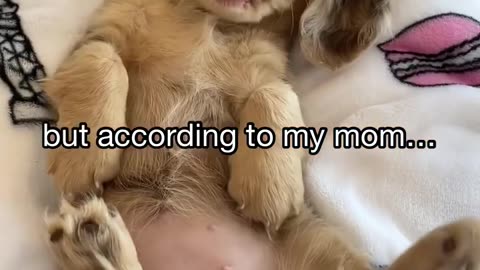 I was born a dog 🐶