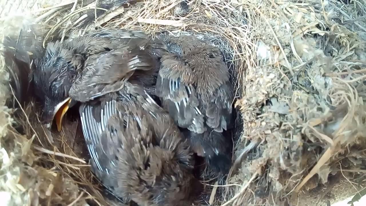 SPARROW BIRDS THREE BABY IN MY HOUSE