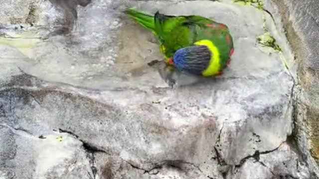 Parot funny video#funny video#parot funny#