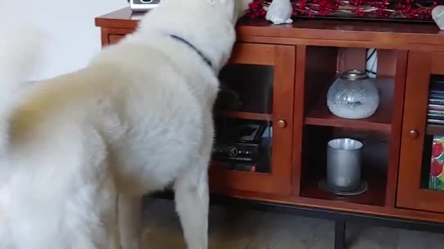 HALARIOUS TALKING DOG!!