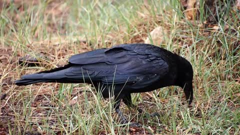 Common Raven Bird Black Bird Black Beak Perched
